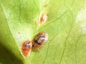 Deckel- und Napfschildläuse sind an ihrem ovalen Schild erkennbar | © Andermatt Biogarten AG