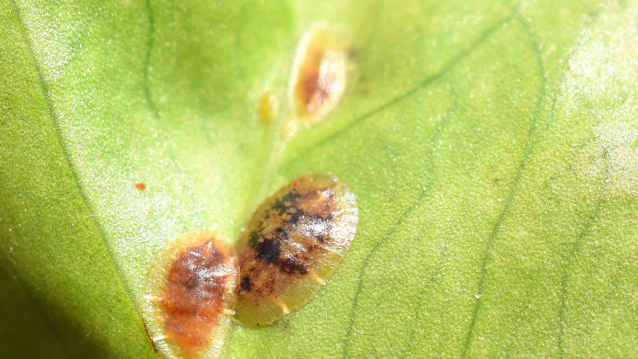 Deckel- und Napfschildläuse sind an ihrem ovalen Schild erkennbar | © Andermatt Biogarten AG