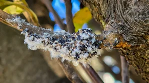 Blutläuse gehören nicht zu den Schmierläusen, zeigen aber ebenfalls eine weisse Wachsschicht. | © Andermatt Biogarten AG