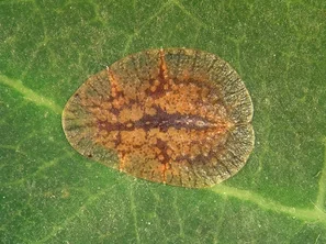 Der Schild ist bei Deckelschildläusen hart, bei Napfschildläusen weich. | © Andermatt Biogarten AG