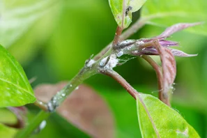 Schmier- oder Wollläuse hinterlassen weisse Gespinste | © Andermatt Biogarten AG