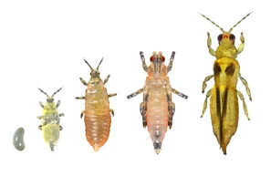 Thripse in verschiedenen Entwicklungsstadien | © Andermatt Biogarten AG