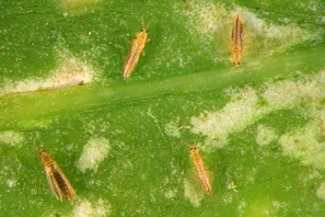 Blütenthripse Frankliniella occidentalis auf einem Blatt mit typischen Saugschäden, sie ist der Hauptschädling an Zierpflanzen (Rosen, Dahlien, Orchideen, Monstera). | © Andermatt Biogarten AG