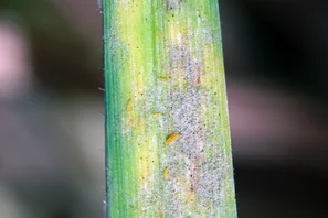 Blütenthripse Frankliniella occidentalis auf Blattstängel mit sichtbaren Frass- und Saugspuren durch Thripse, wie es häufig zu beobachten ist an Zierpflanzen wie Rosen, Dahlien, Orchideen, Zimmerpflanzen.) | © Andermatt Biogarten AG