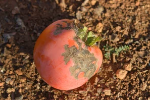 Von Blattthripse Heliothrips haemorrhoidalis geschädigte Frucht mit dunklen, korkigen Flecken als typisches Symptom eines starken Thripsbefalls. | © Andermatt Biogarten AG