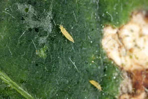 Mehrere Blütenthripse Frankliniella occidentalis auf einem grünen Blatt mit silbrig aufgehellten Saugschäden und dunklen Kotflecken, verursacht durch den Hauptschädling an Zierpflanzen (Rosen, Dahlien, Orchideen, Monstera).. | © Andermatt Biogarten AG