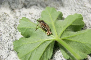 Die Eier der invasiven Marmorierten Baumwanze sollten abgelesen und vernichtet werden. | © Andermatt Biogarten AG