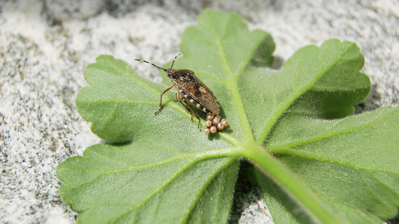 Die Eier der invasiven Marmorierten Baumwanze sollten abgelesen und vernichtet werden. | © Andermatt Biogarten AG