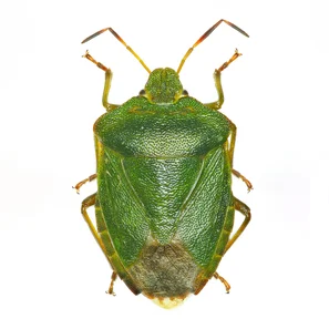 Die Grüne Stinkwanze ist ungefährlich und verursacht selten grössere Schäden. | © Andermatt Biogarten AG