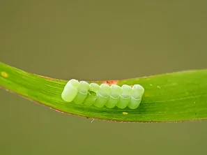 Die Eier der invasiven Grünen Reiswanze erkennt man an ihrer Fassform und Färbung, und sollten abgesammelt werden. | © Andermatt Biogarten AG