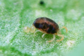 Spinnmilbeneier sind sehr klein und fast durchscheinend und praktisch nur mit der Lupe erkennbar. | © Andermatt Biogarten AG