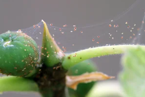 Ist der Spinnmilbenbefall bereits stärker, sind die Gepsinste deutlich erkennbar. | © Andermatt Biogarten AG