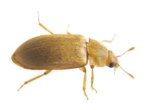 Nahaufnahme Himbeerkäfer | © Andermatt Biogarten AG