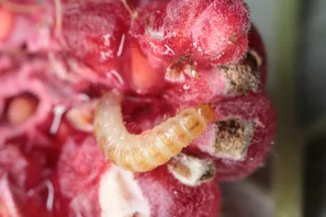 Himbeerkäferlarve an Himbeere | © Andermatt Biogarten