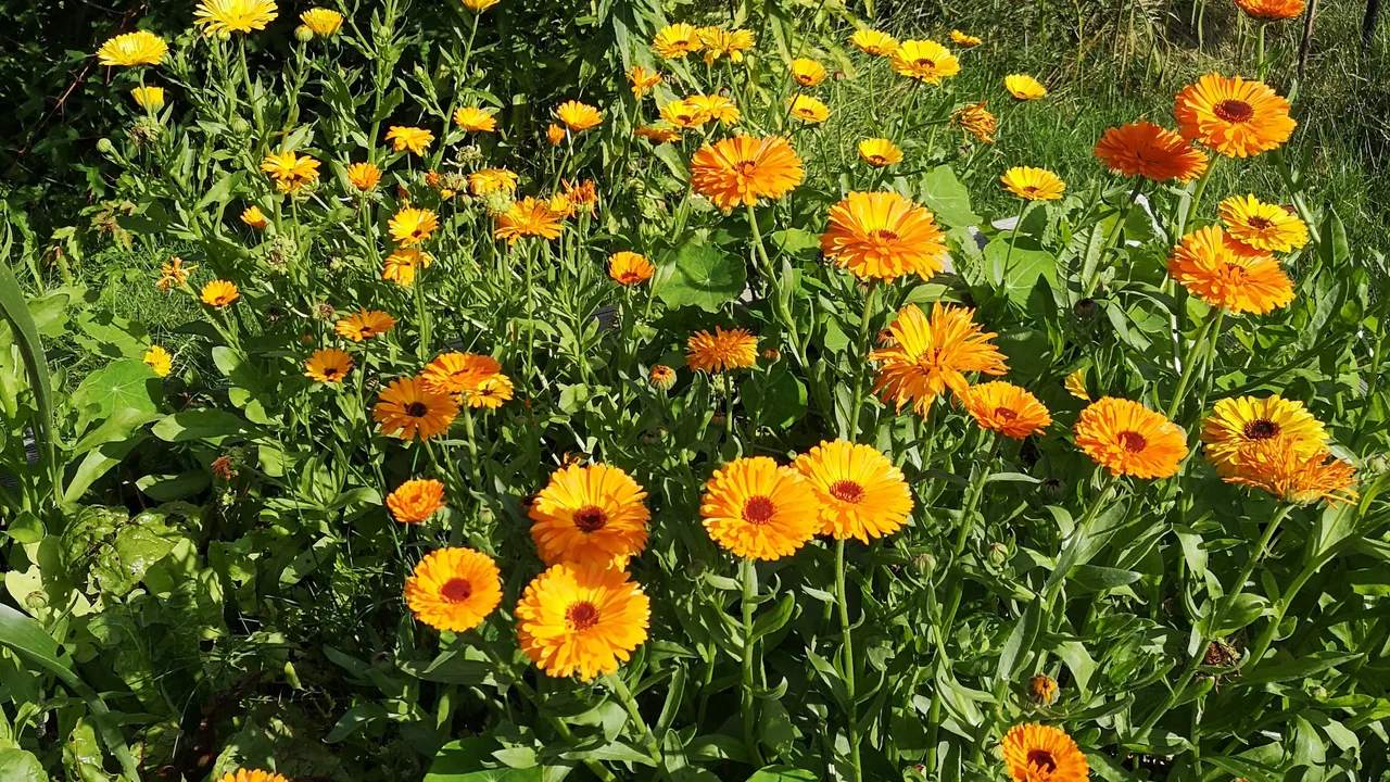 Multi-use-Pflanze Ringelblume - wohltuend für die DIY-Gartenapotheke und lecker auf dem Teller als essbare Blüte | © @zaubergaertli-gartenkeramik.ch