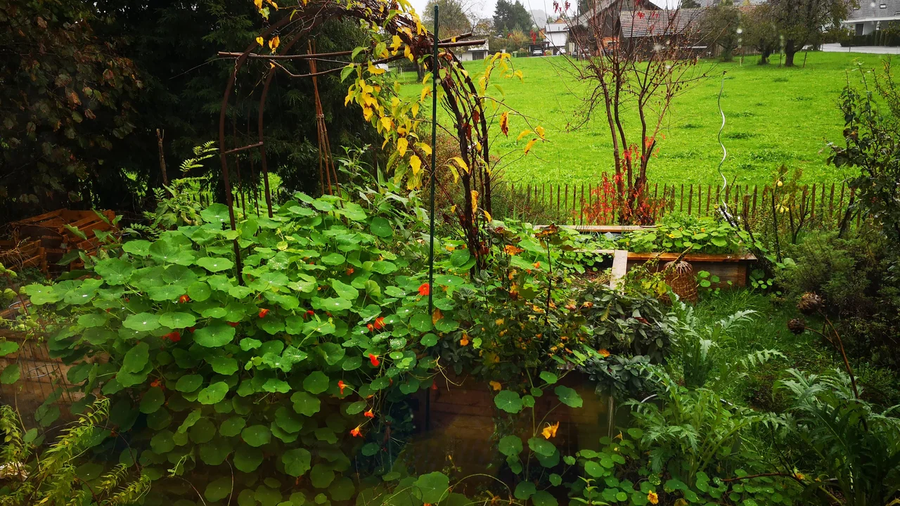 Multi-use-Pflanze Kapuzinerkresse - blüht vom Frühjahr bis in den Herbst und ziert jedes Beet | © @zaubergaertli-gartenkeramik.ch