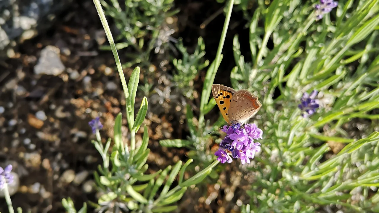 Multi-use-Pflanze Lavendel - beruhigendes Insektenmagnet für trockene und sonnige Standorte | © @zaubergaertli-gartenkeramik.ch