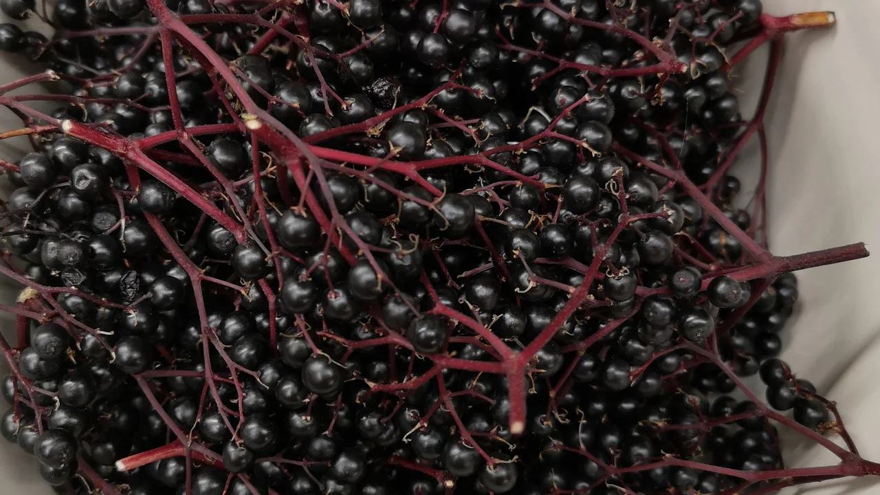 Mulit-use-Pflanze Holunder - von der Blüte bis zum Holz ein Tausendsassa | © @zaubergaertli-gartenkeramik.ch