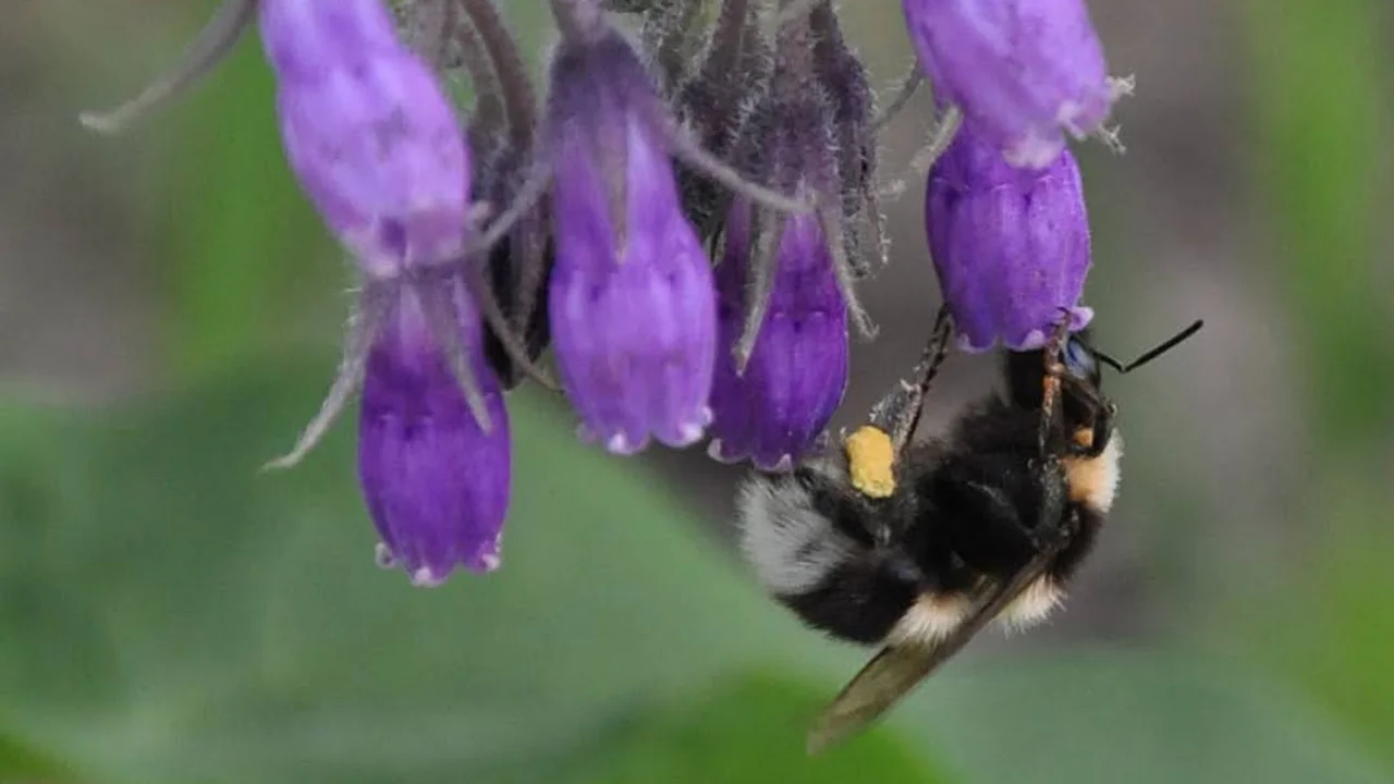 Multi-use-Pflanze Beinwell - Insektenmagnet, Pflanzenstärkung und Heilpflanze | © @zaubergaertli-gartenkeramik.ch