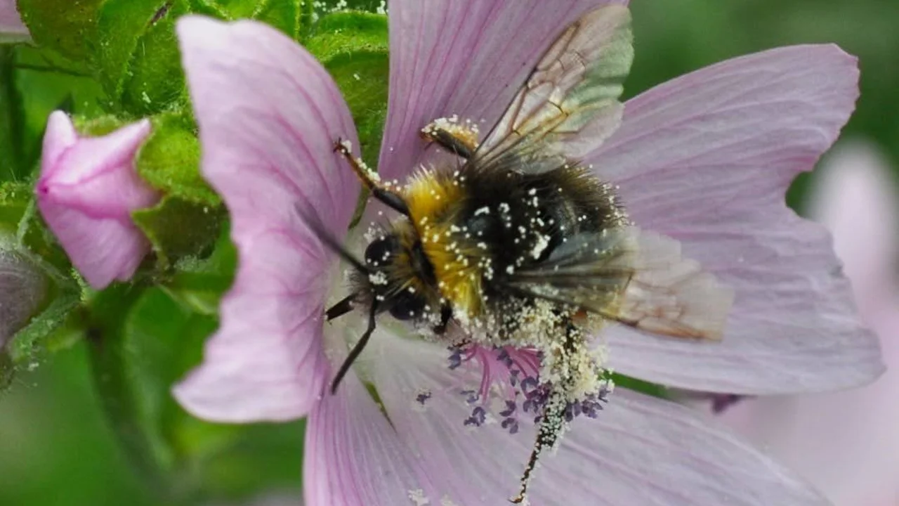 Multi-use-Pflanze Malve - Wunderschöne Gartenpflanze, die neben Zierwert auch andere innere Werte hat | © @zaubergaertli-gartenkeramik.ch