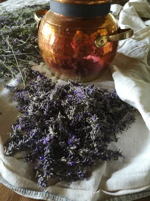Lavendelernte mit Destille für Hydrolate und ätherische Öle | © Zaubergaertli.ch