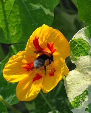 Hummel tief in einer orangefarbenen Kapuzinerkresse-Blüte – typischer Hotspot im naturnahen Garten | © @zaubergaertli-gartenkeramik.ch