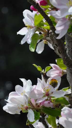 Biene an Apfelblüten im Abendlicht – die beste Tageszeit fürs Fotografieren im Garten | © @zaubergaertli-gartenkeramik.ch
