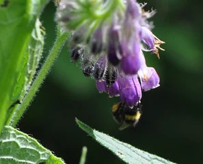 Hummel an den violetten Glockenblüten des Beinwells | © @zaubergaertli-gartenkeramik.ch