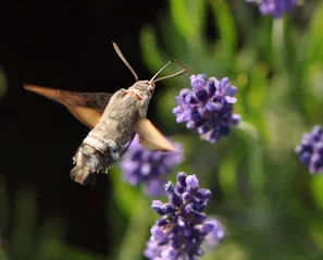 Taubenschwänzchen im Schwirrflug am blühenden Lavendel – Fotosafari im naturnahen Garten | © @zaubergaertli-gartenkeramik.ch