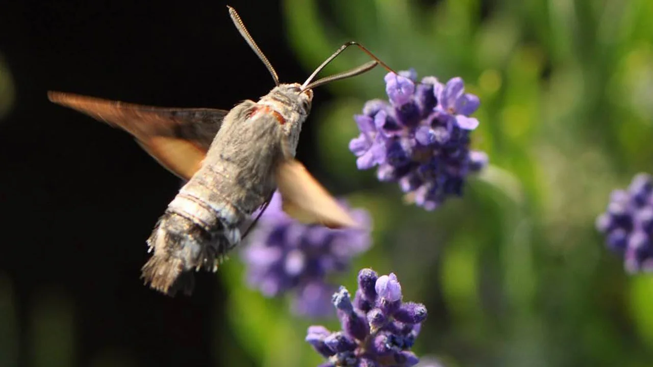 Taubenschwänzchen im Schwirrflug am blühenden Lavendel – Fotosafari im naturnahen Garten | © @zaubergaertli-gartenkeramik.ch