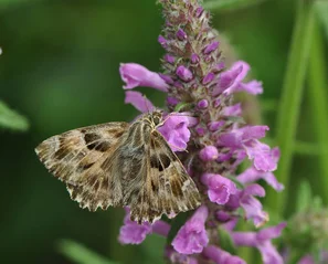 Dickkopffalter auf den pinken Blütenähren des Heilziests | © @zaubergaertli-gartenkeramik.ch