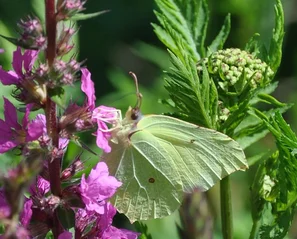 Zitronenfalter an den violetten Blütenkerzen des Blutweiderichs | © @zaubergaertli-gartenkeramik.ch