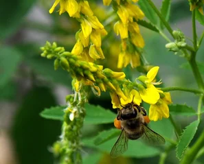 Hummel an den gelben Schmetterlingsblüten des Honigklees (Steinklee) | © @zaubergaertli-gartenkeramik.ch