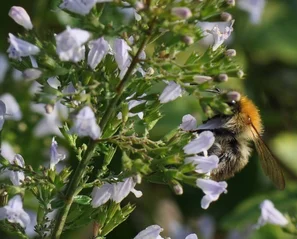 Ackerhummel auf der zartrosa Blüte der Bergminze – wertvolle Spätblüherin | © @zaubergaertli-gartenkeramik.ch