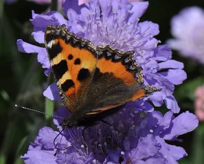 Kleiner Fuchs (Tagfalter) auf der violetten Blüte der Taubenskabiose | © @zaubergaertli-gartenkeramik.ch