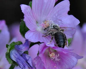 Malven-Langhornbiene auf einer rosa Malvenblüte – spezialisierte Wildbiene | © @zaubergaertli-gartenkeramik.ch