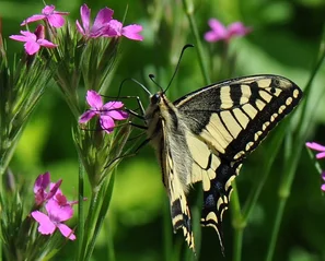 Schwalbenschwanz an den pinken Blüten der Rauen Nelke (Dianthus armeria) | © @zaubergaertli-gartenkeramik.ch