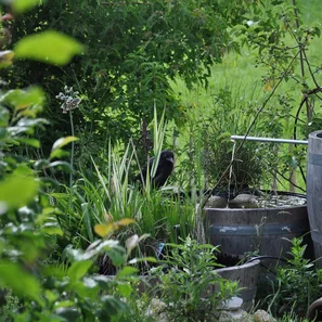 Bepflanzter Holzfass-Garten mit Insektenmagneten – mein bisheriges Fotosafari-Studio | © @zaubergaertli-gartenkeramik.ch