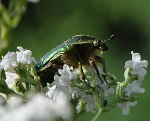 Goldglänzender Rosenkäfer auf der weissen Blütendolde des Baldrians | © @zaubergaertli-gartenkeramik.ch