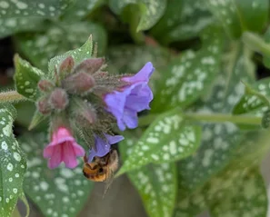 Rosa und blaue Blüten des Lungenkrauts mit Wildbiene – Frühlingstracht für den Halbschatten | © @zaubergaertli-gartenkeramik.ch
