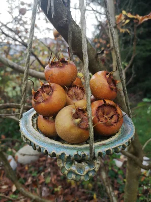 Mispelernte im Spätherbst | © zaubergaertli-gartenkeramik.ch