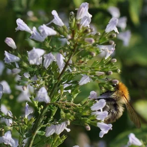 Bergminze Dauerblüher & Bienenweide - Bild von Blüten mit Biene | © ©zaubergaertli-keramik.ch