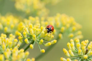 Les insectes utiles tels que les coccinelles profitent de l'abandon des pesticides chimiques de synthèse. | © Andermatt Biogarten AG