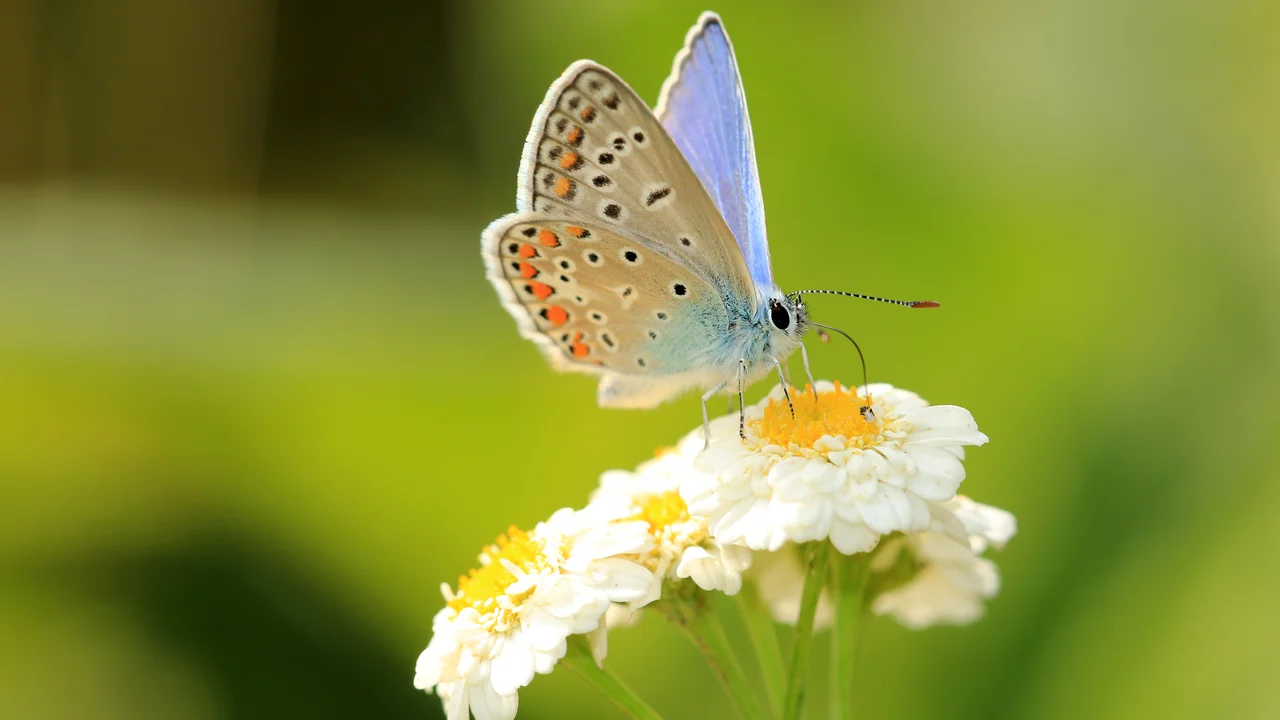 Un papillon vérifie avec ses pattes si une plante peut lui servir de nourriture. | © Andermatt Biogarten AG