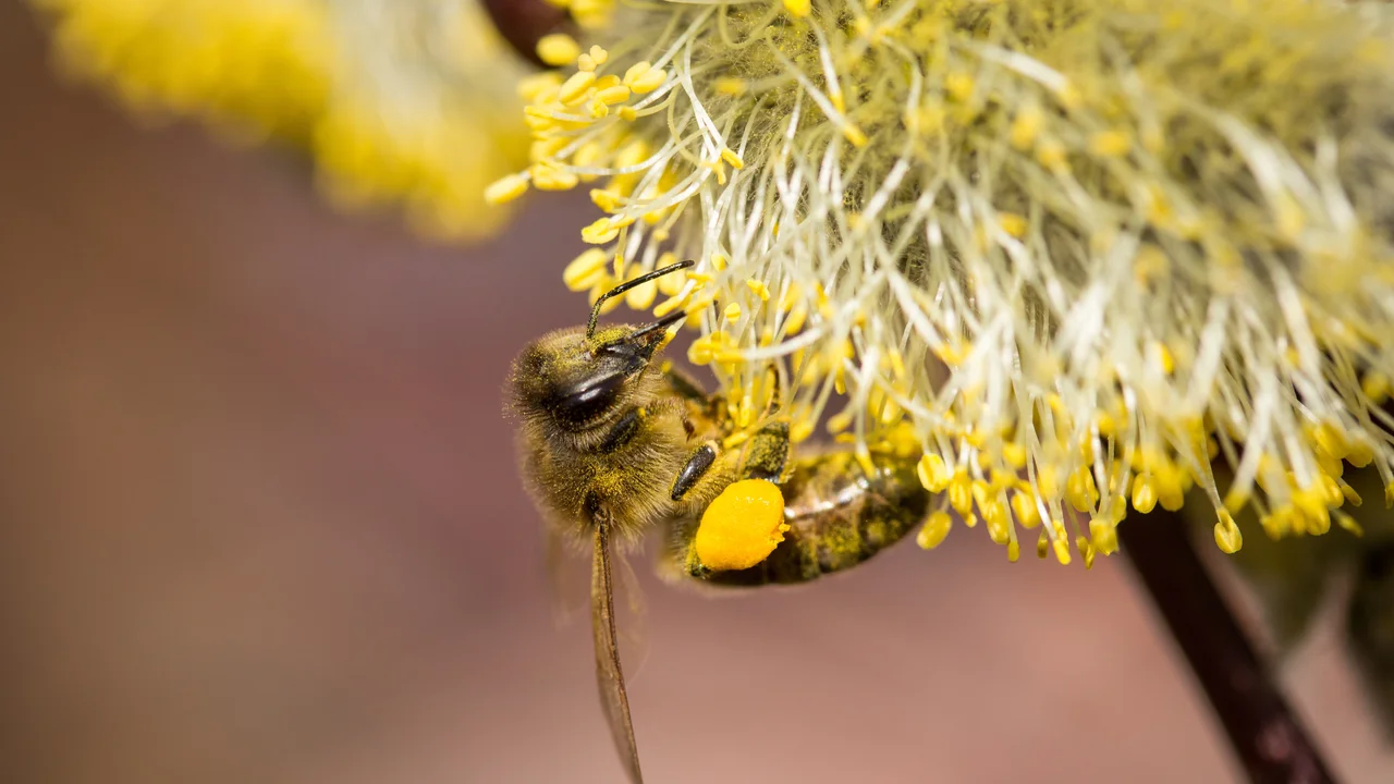 Si une fleur a déjà été butinée, sa charge change. | © Andermatt Biogarten AG