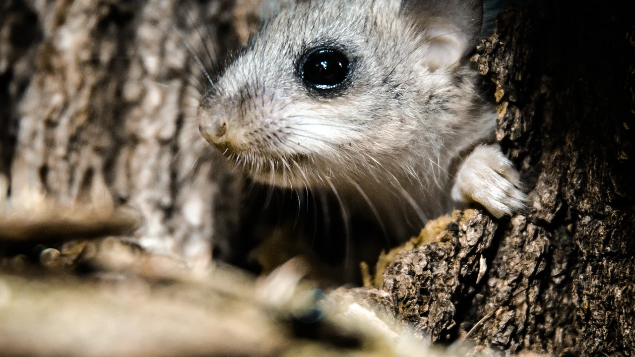 In der Nacht muss es dunkel sein, ansonsten sind viele Tiere gefährdet. | © Andermatt Biogarten AG