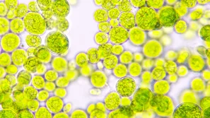 Les algues possèdent des propriétés fascinantes et reflètent les processus de la biologie, de la chimie et de la physique. | © Andermatt Biogarten AG