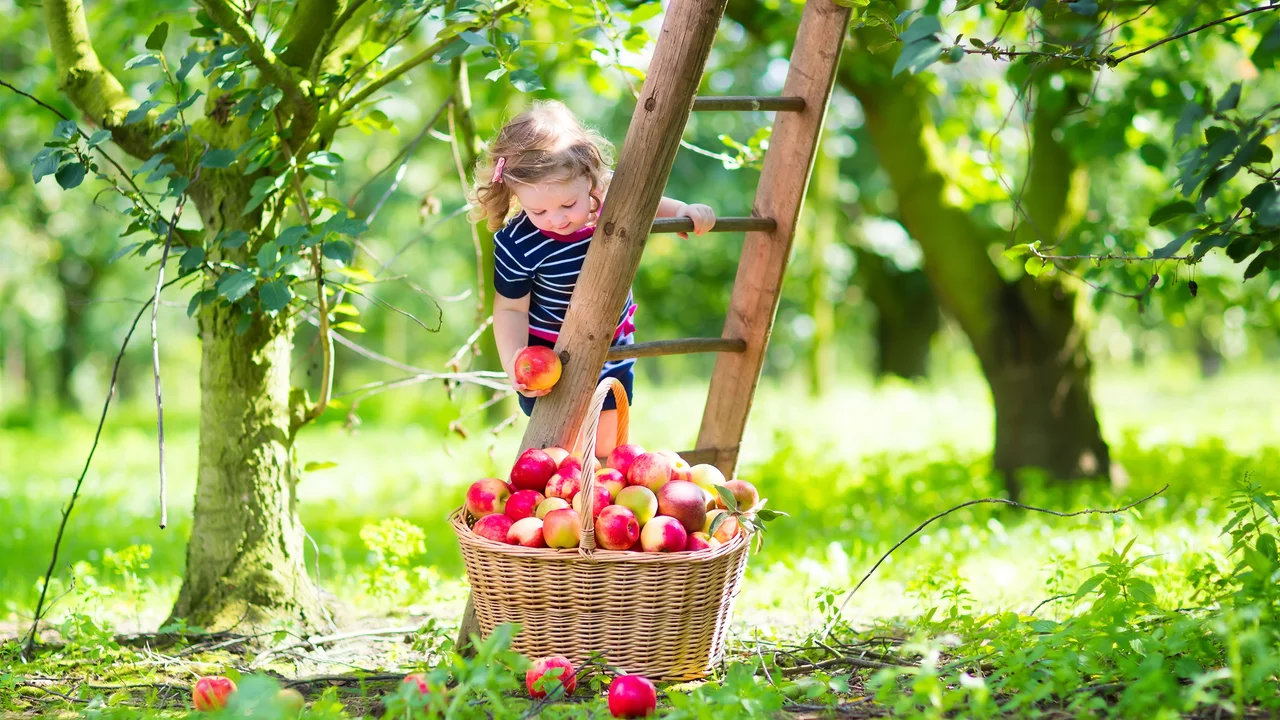 Checkliste mit Gartenarbeiten Monat für Monat im Obstgarten