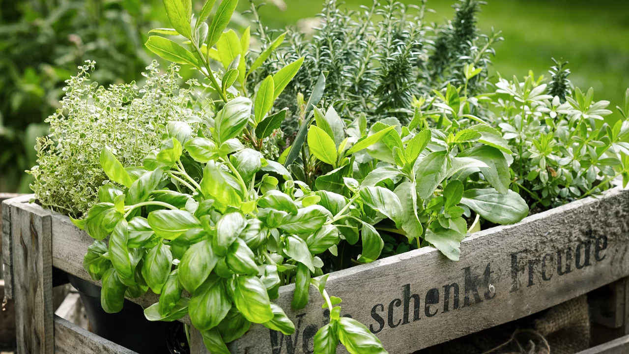 Check-list des travaux de jardinage mois par mois au jardin d'herbes aromatiques