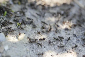 Ameisen leben meist in Kolonien | © Andermatt Biogarten AG